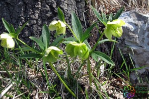 Helleborus viridis_bewekr